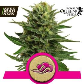 Blue Mystic Feminised Seeds (Royal Queen Seeds)