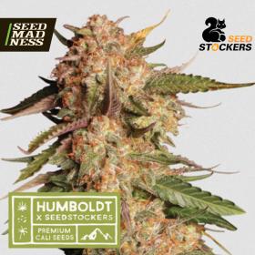 Blue Moby Auto Feminised Seeds (Seed Stockers)