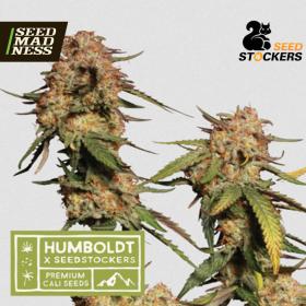 Blue Moby Feminised Seeds (Seed Stockers)