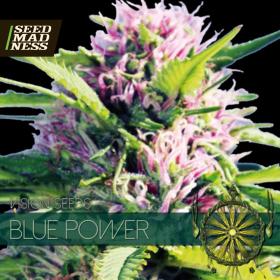 CLEARANCE - Blue Power Feminised Seeds (Vision Seeds)