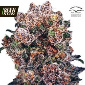 Blueberry Feminised Seeds (Dutch Passion)