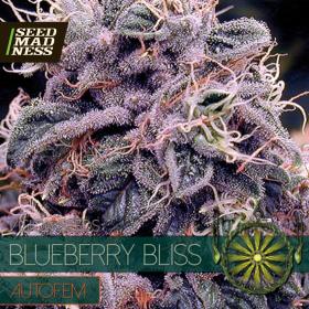 CLEARANCE - Blueberry Bliss Auto Feminised Seeds (Vision Seeds)