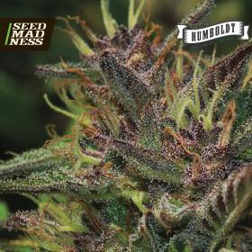 Blueberry Muffin Feminised Seeds (Humboldt Seed Company)