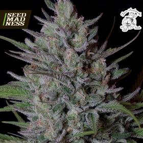 Don Bruce Banner Feminised Seeds (Don Avalanche Seeds)
