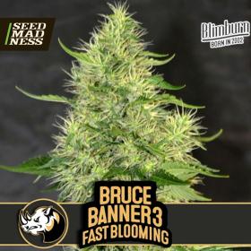 Bruce Banner #3 Fast Blooming Feminised Seeds (BlimBurn Seeds)