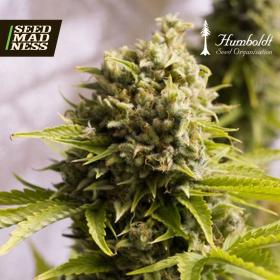 CLEARANCE - Bubba Cheese Auto Feminised Seeds (Humboldt Seed Org)