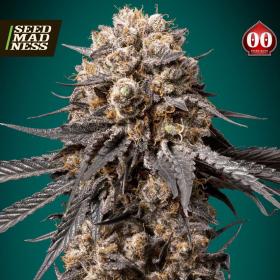 Bubba's Gift Feminised Seeds (00 Seeds Bank)