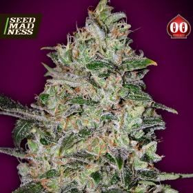 Bubble Gum Fast Feminised Seeds (00 Seeds Bank)