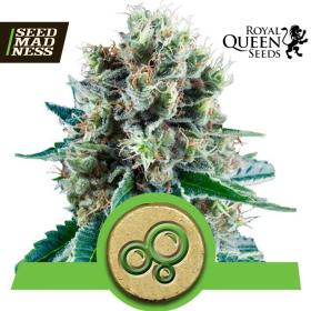 Bubble Kush Auto Feminised Seeds (Royal Queen Seeds)