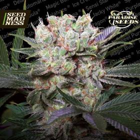 CLEARANCE - Californian Gold Feminised Seeds (Paradise Seeds)