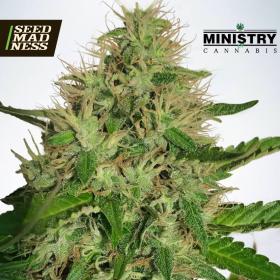 Cannabis Light Feminised Seeds (Ministry of Cannabis)