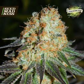 CLEARANCE - Cash Crop Auto Feminised Seeds (Cream of the Crop)