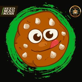 CBD Caramel Cookie Feminised Seeds (Sumo Seeds)