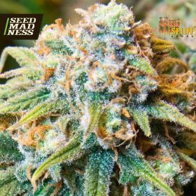 CLEARANCE - Medicinal Citral Feminised Seeds (Spliff Seeds)