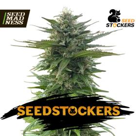 CBG ZeroDue Feminised Seeds (Seed Stockers)