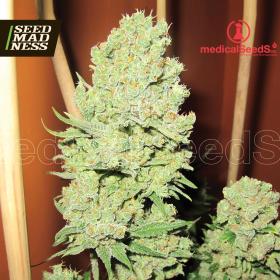 CLEARANCE - Channel + Feminised Seeds - DISCONTINUED (Medical Seeds)