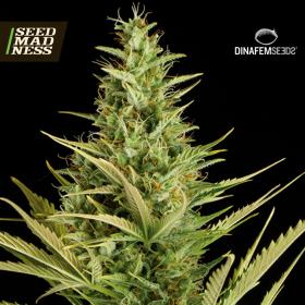 CLEARANCE - Cheese Auto Feminised Seeds (Dinafem)