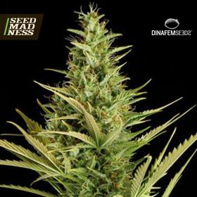 CLEARANCE - Cheese XXL Auto Feminised Seeds (Dinafem)