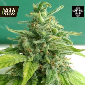 CLEARANCE - Chem Toffees Feminised Seeds (Holy Smoke Seeds)