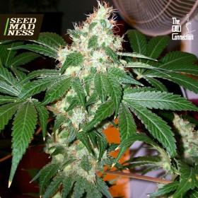 CLEARANCE - Chem Valley Kush Feminised Seeds (Cali Connection)