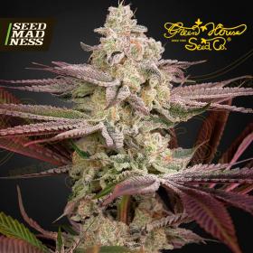 Chemical Bride Feminised Seeds (Green House Seed Co)