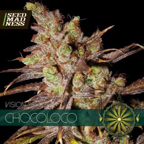 Choco Bud (aka ChocoLoco) Feminised Seeds (Vision Seeds)