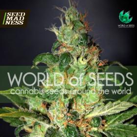 Chronic Haze (Legend Collection) Feminised Seeds (World Of Seeds)