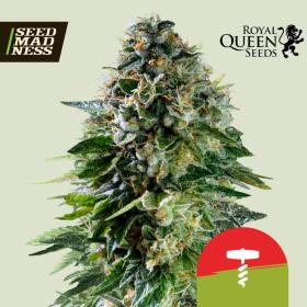 Corkscrew Auto Feminised Seeds (Royal Queen Seeds)