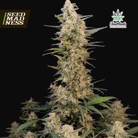 CLEARANCE - Original Auto Critical Feminised Seeds (Fast Buds)