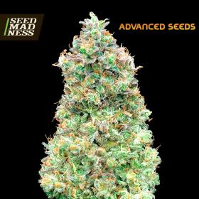 Critical Mass Fast Feminised Seeds (Advanced Seeds)