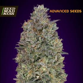 Critical Purple Kush Feminised Seeds (Advanced Seeds)