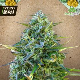 CLEARANCE - Critical Sour Feminised Seeds (Female Seeds)