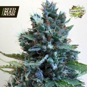 Cropolope Feminised Seeds (Cream of the Crop)