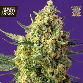 Crystal Candy XL Auto Feminised Seeds (Sweet Seeds)