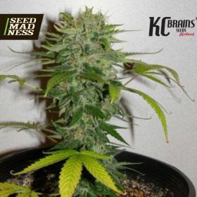 Cristal Limit Regular Seeds (KC Brains)