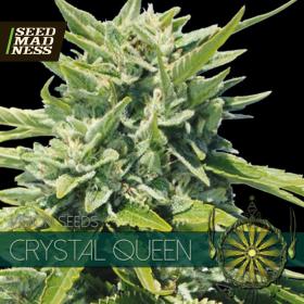 CLEARANCE - Crystal Queen Feminised Seeds (Vision Seeds)