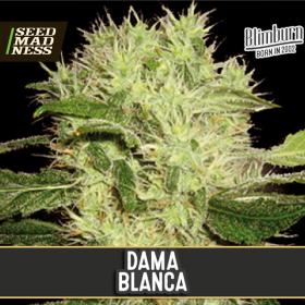 Dama Blanca Feminised Seeds (BlimBurn Seeds)