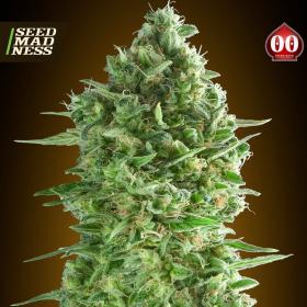 Auto Do Si Dos Cookies Feminised Seeds (00 Seeds Bank)