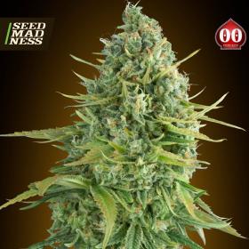 Do Si Dos Cookies Feminised Seeds (00 Seeds Bank)