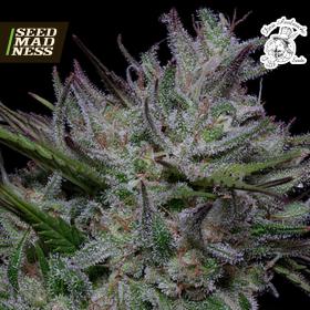 Don Do Si Cookies Feminised Seeds (Don Avalanche Seeds)