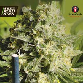 Double Dutch Feminised Seeds (Serious Seeds)