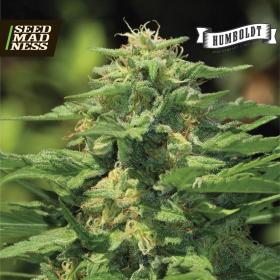 Dream Queen Feminised Seeds (Humboldt Seed Company)