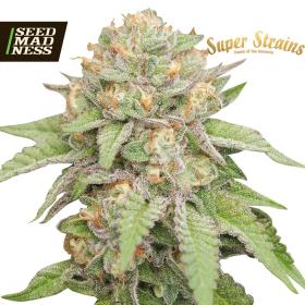 CLEARANCE - Enemy of the State Feminised Seeds (Super Strains)