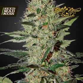 CLEARANCE - Exodus Cheese Auto Feminised Seeds (Green House Seed Co)