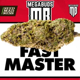 Fast Master Feminised Seeds (Mega Buds)