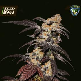 French Cookies Feminised Seeds (TH Seeds)