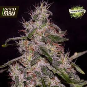 Frosted Guava Feminised Seeds (Cream of the Crop)