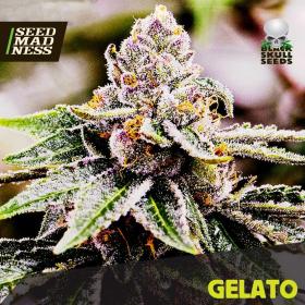 CLEARANCE - Gelato Feminised Seeds (BlackSkull Seeds)