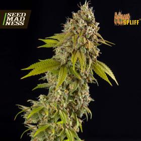 Girl Scout Cookies Automatic Feminised Seeds (Spliff Seeds)