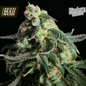 CLEARANCE - Girl Scout Cookies Feminised Seeds (BlimBurn Seeds)